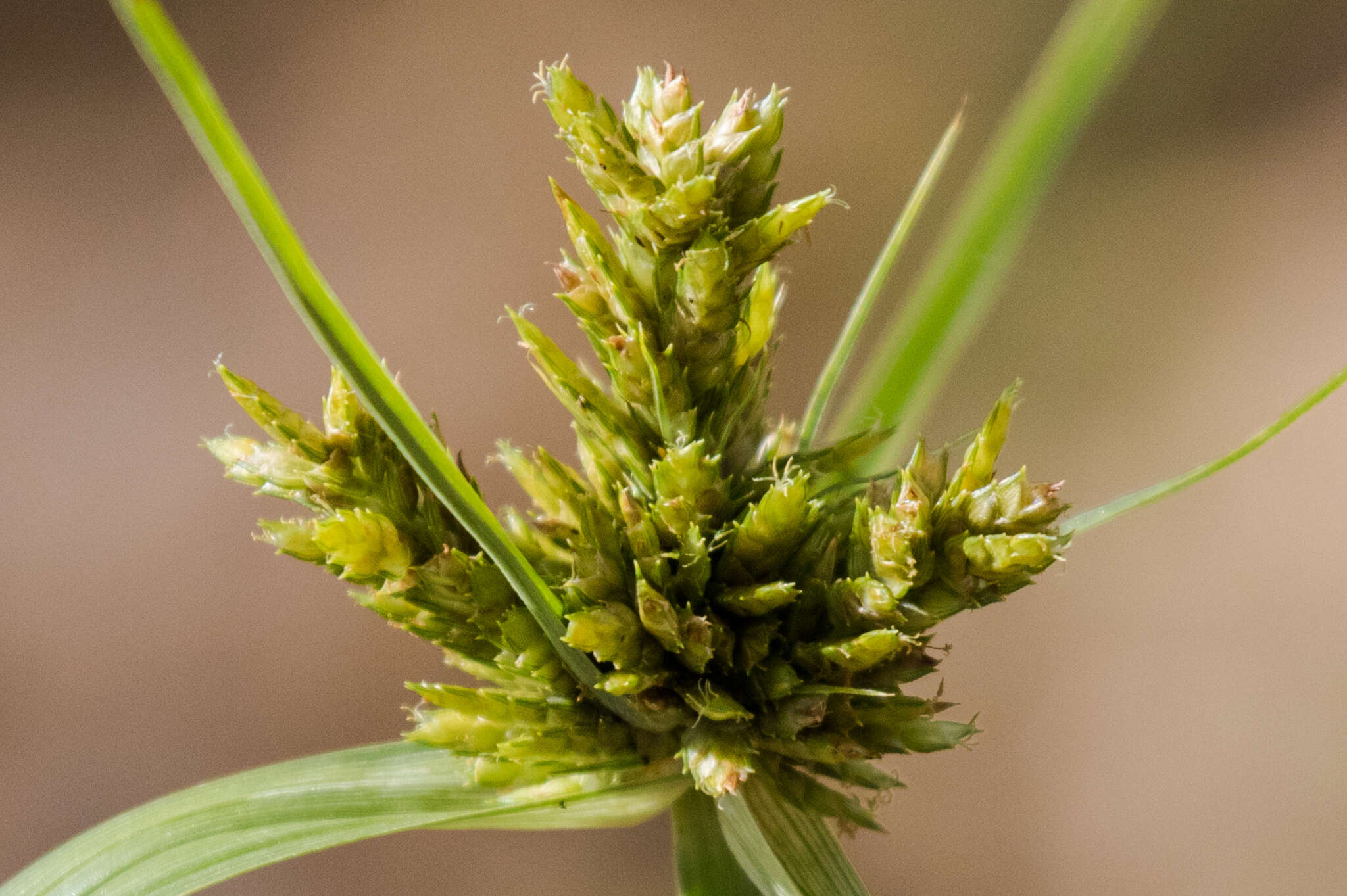 Cyperus fendlerianus Boeckeler的圖片