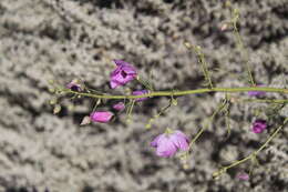 Plancia ëd Lecanophora ecristata (A. Gray) Krapov.