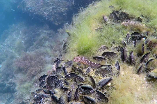 Image of Red Blenny