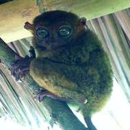 Image of Philippine tarsier