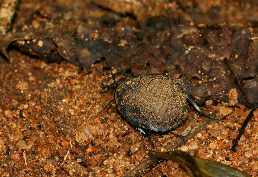 Image of Gynopeltis cryptospila (Walker & F. 1868)