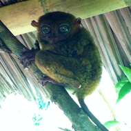 Image of Philippine tarsier