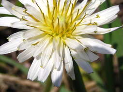 Taraxacum coreanum Nakai的圖片