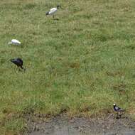 Image of Blacksmith Lapwing