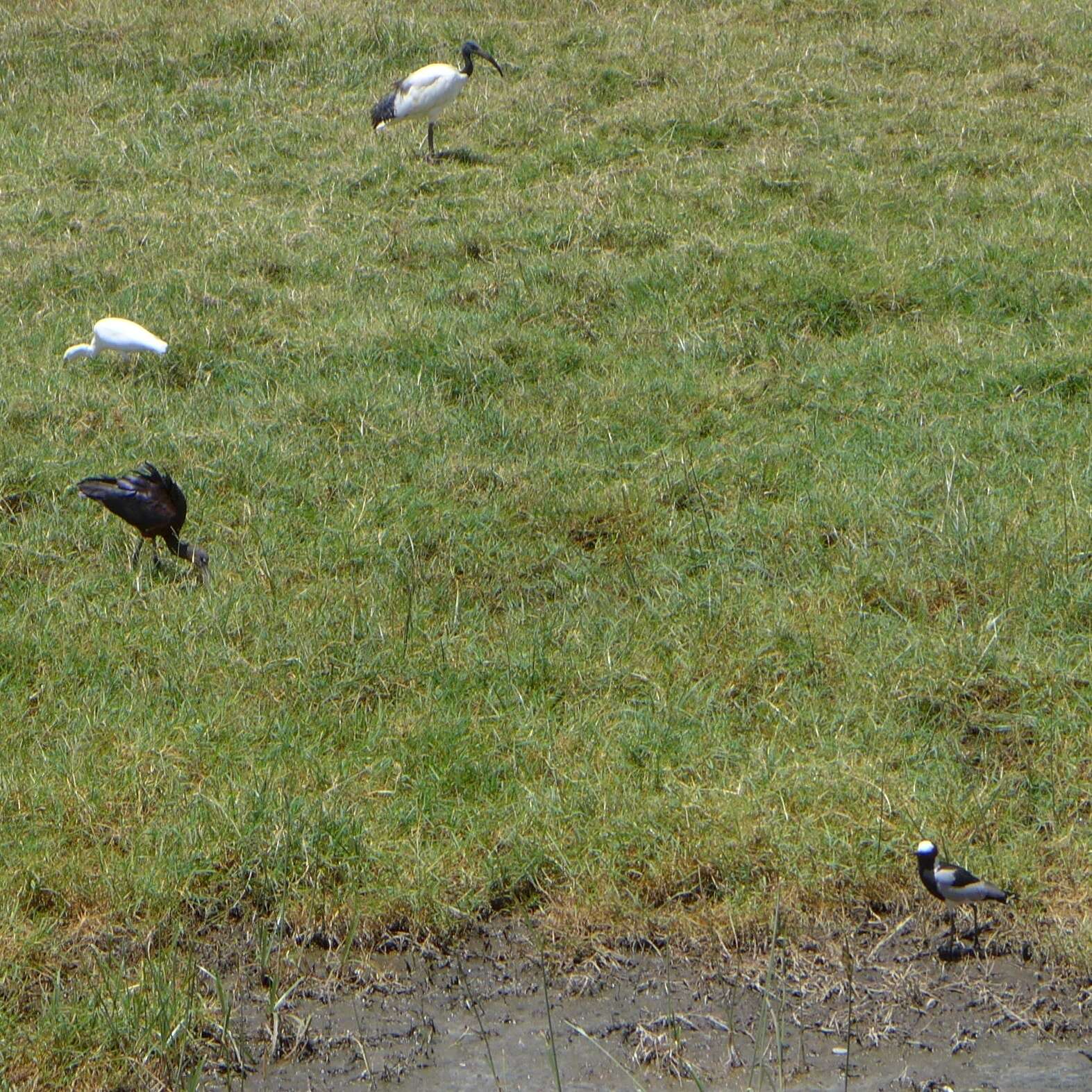 Image of Blacksmith Lapwing