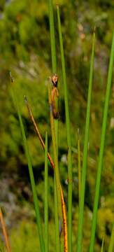 Image of Chrysitrix junciformis Nees