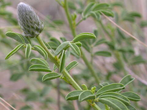 Image of Blue Mountain Prairie-clover