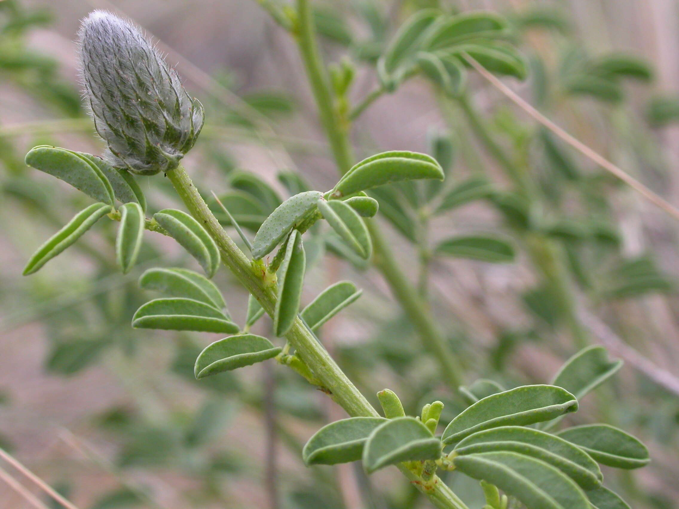 Image of Blue Mountain Prairie-clover