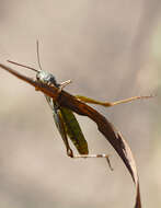 Chorthippus (Glyptobothrus) biguttulus (Linnaeus 1758) resmi