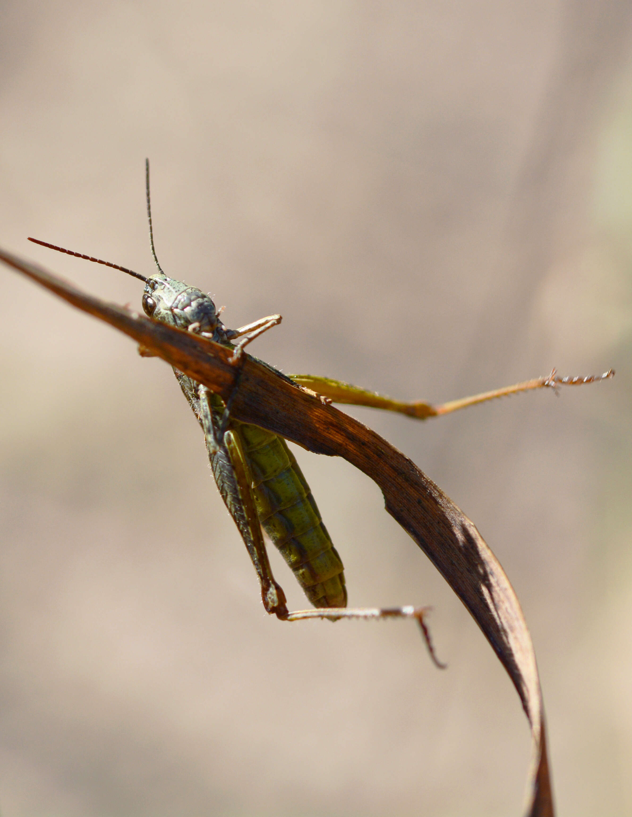 Chorthippus (Glyptobothrus) biguttulus (Linnaeus 1758) resmi