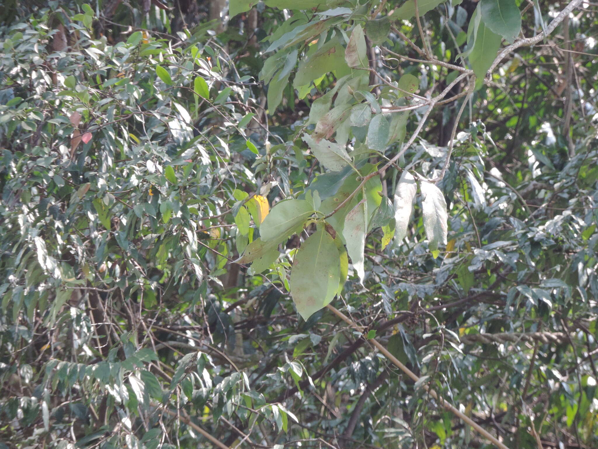 Image of Machilus japonica Sieb. & Zucc.