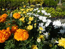 Image of French marigold