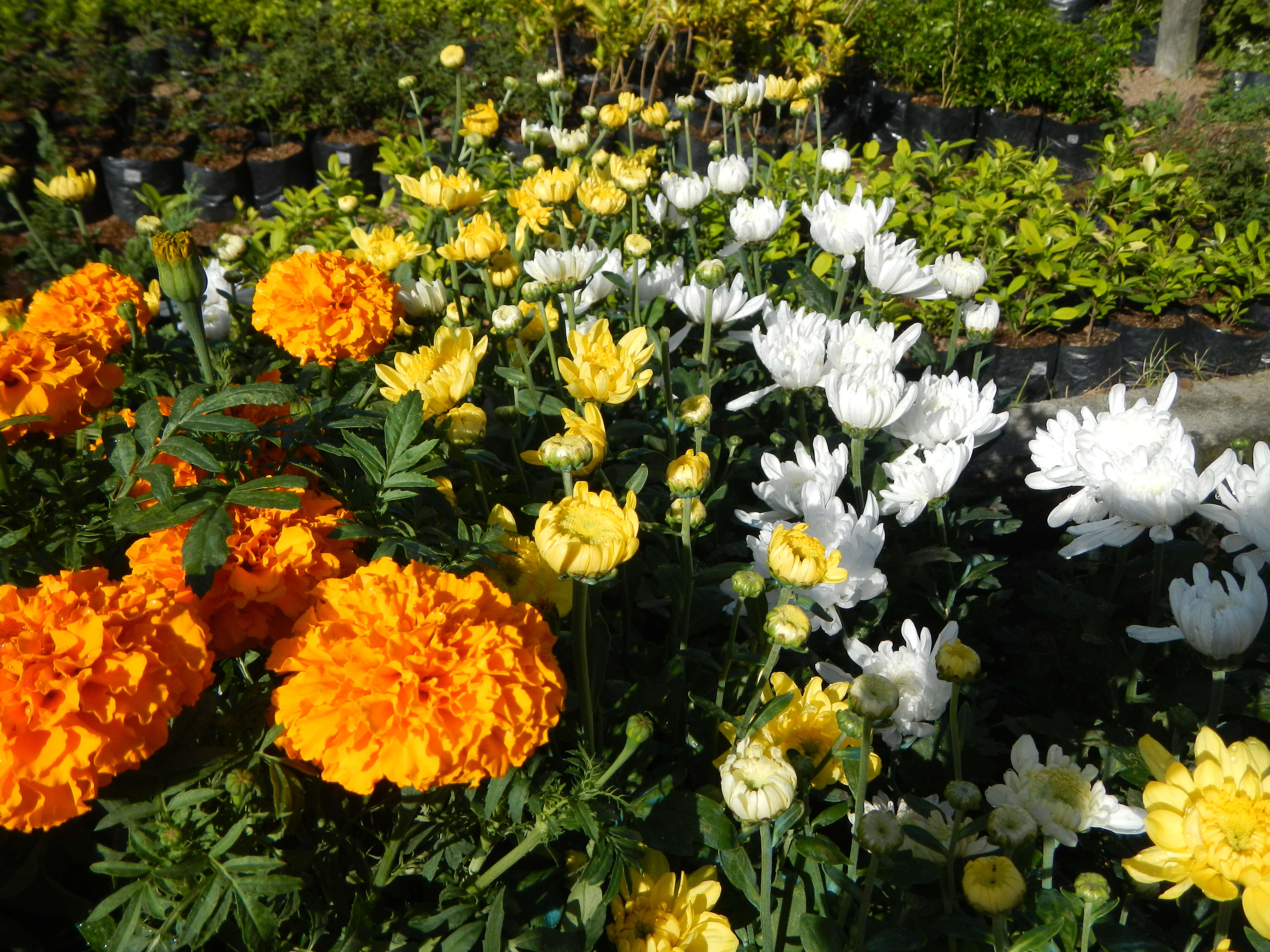 Plancia ëd Tagetes erecta L.