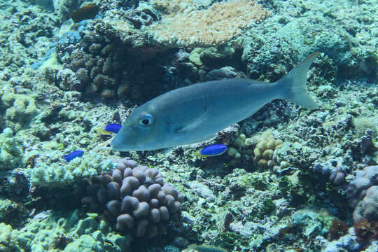 Image de Lethrinus amboinensis Bleeker 1854