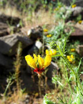 Image of Loasa multifida C. Gay