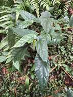 Image of Begonia lukuana Y. C. Liu & C. H. Ou