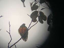 Image of Orange-bellied Fruit Dove