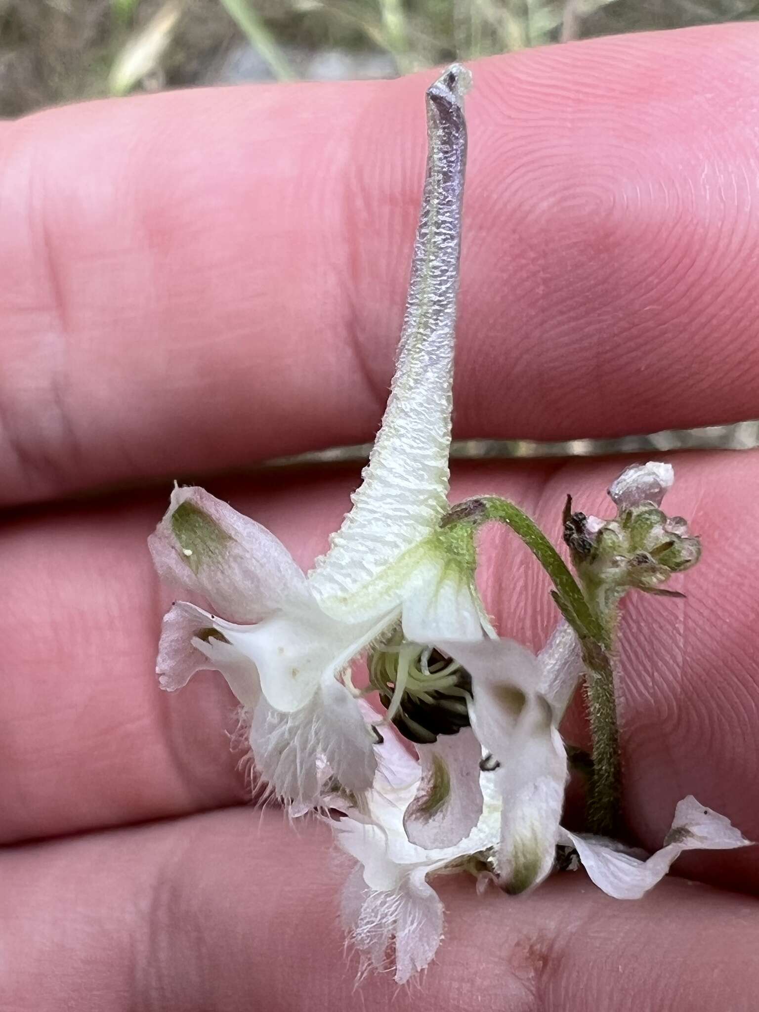 Image de Delphinium carolinianum subsp. calciphilum M. J. Warnock