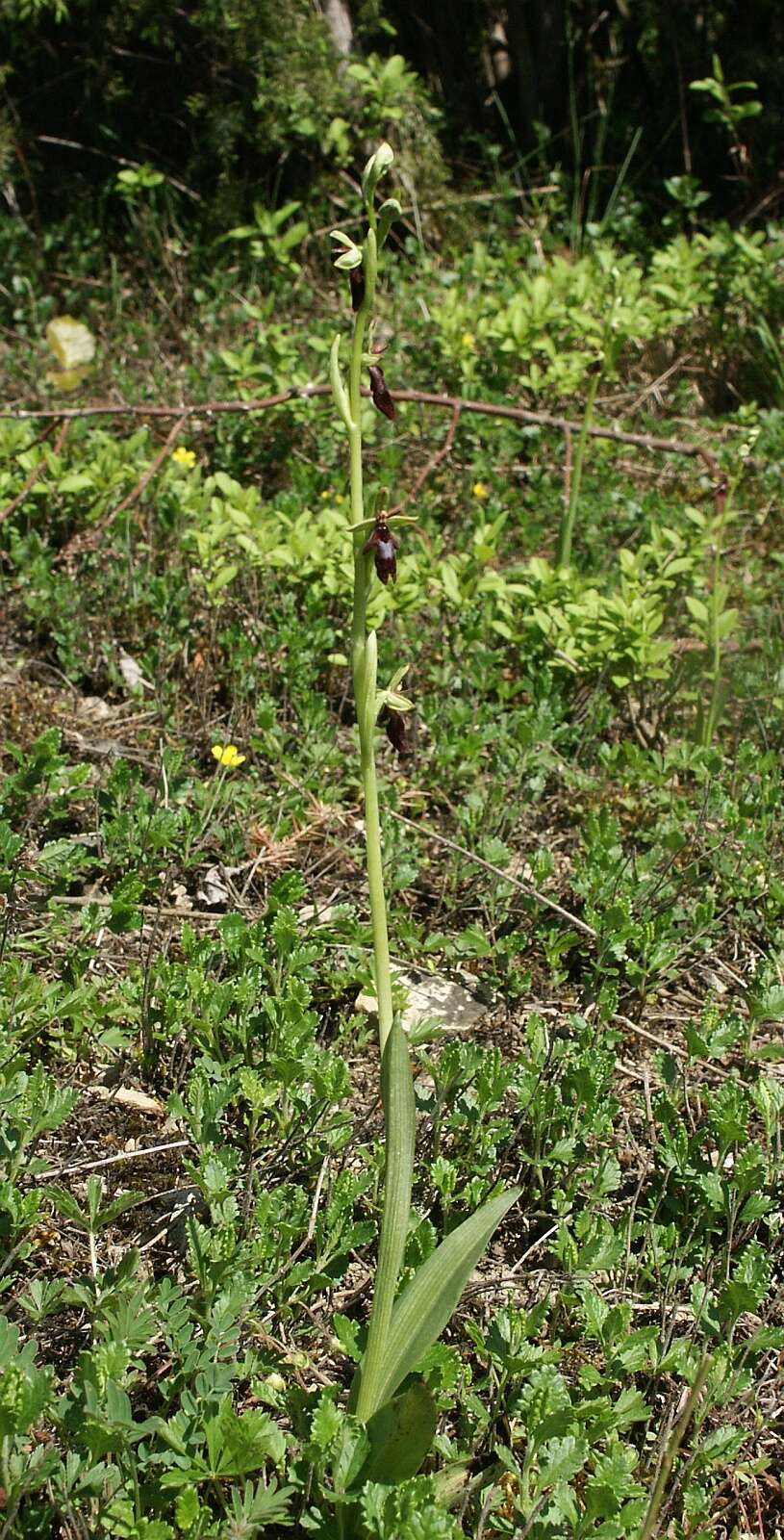 Image of Fly orchid