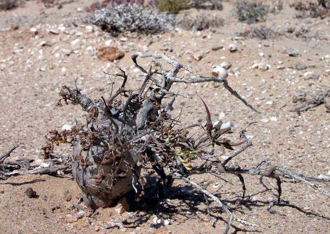 Image of <i>Pelargonium parviflorum</i>