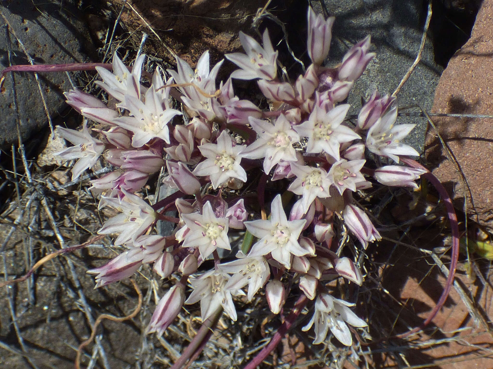 Image of largeflower onion