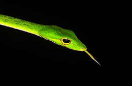 Image of Malayan Vine Snake