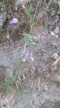 Image of Vicia andicola Kunth