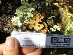 صورة Lobaria anthraspis