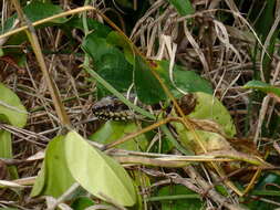 Image of Atlantic Saltmarsh Snake