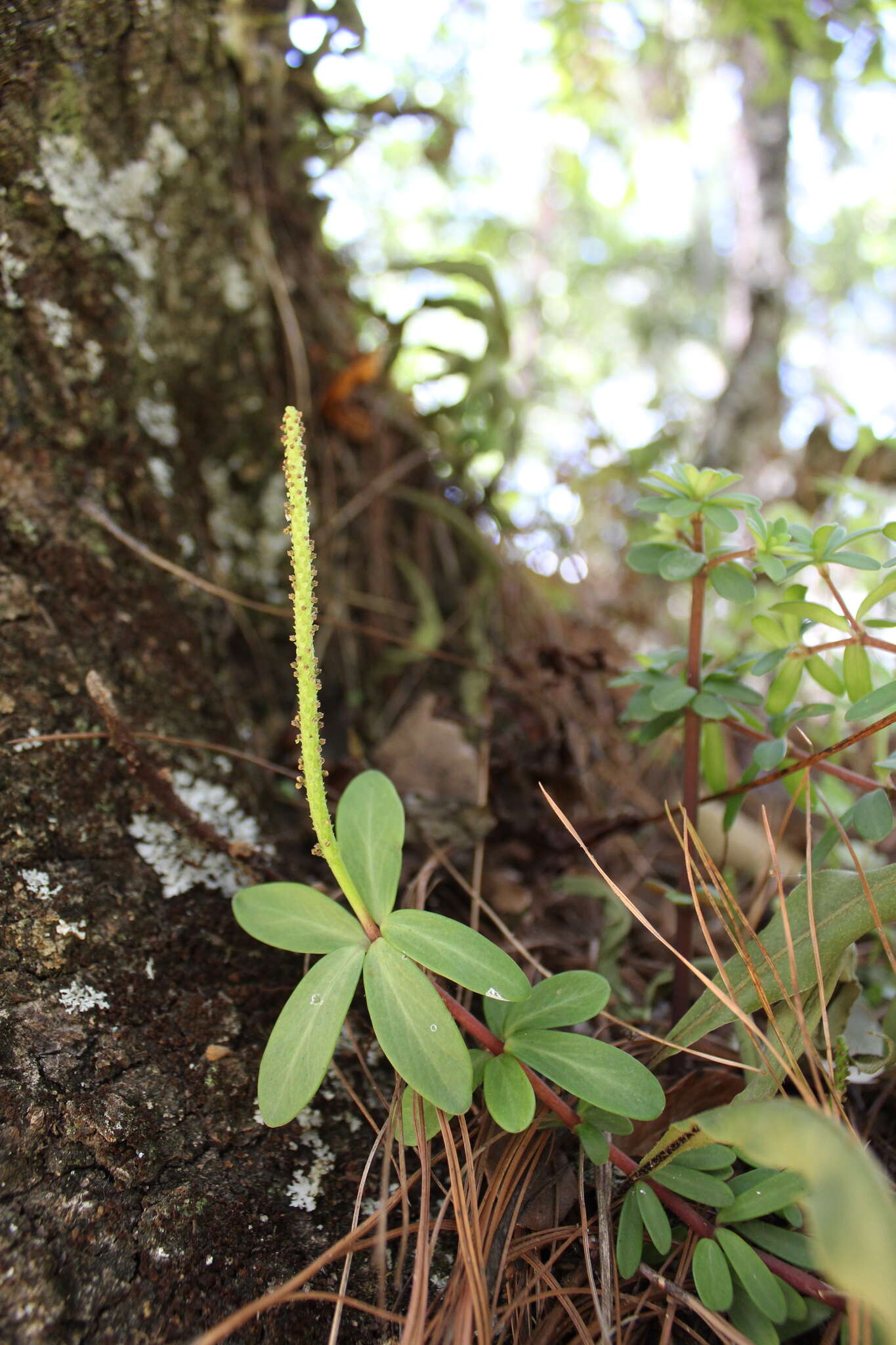 Image of Peperomia leptophylla Miq.