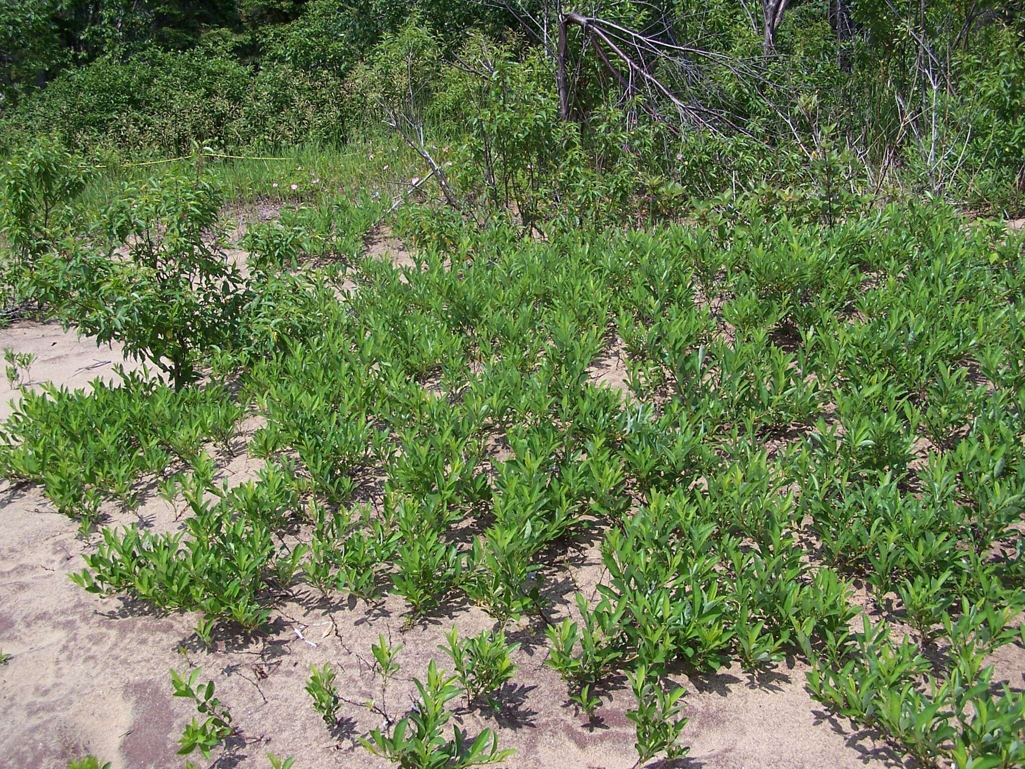 <i>Prunus pumila</i> var. <i>depressa</i> resmi