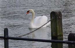 Image of Mute Swan