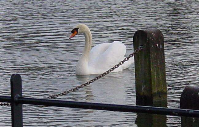 Image of Mute Swan