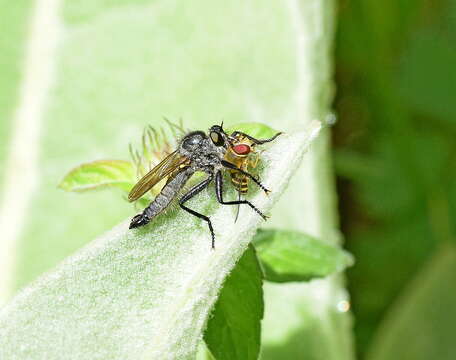 Image of Syrphus vitripennis Meigen 1822