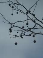 Image of American Sweetgum