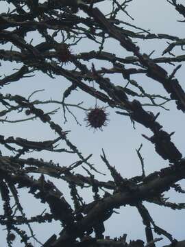 Image of American Sweetgum