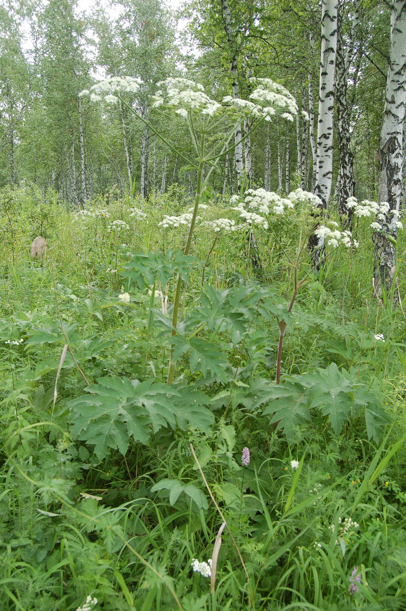 Image of Heracleum dissectum Ledeb.