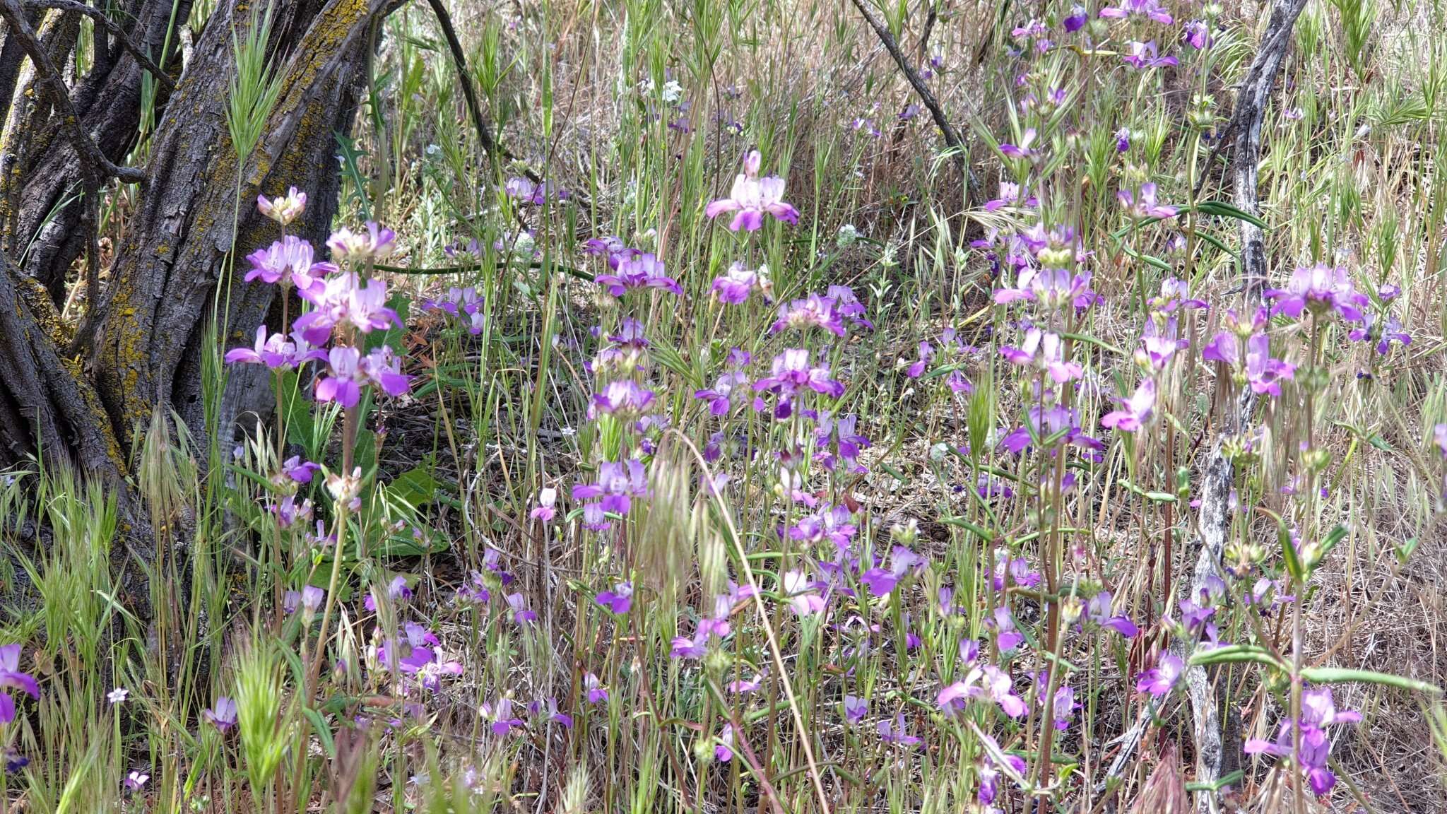 صورة Collinsia concolor Greene.