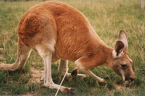 Image of red kangaroo