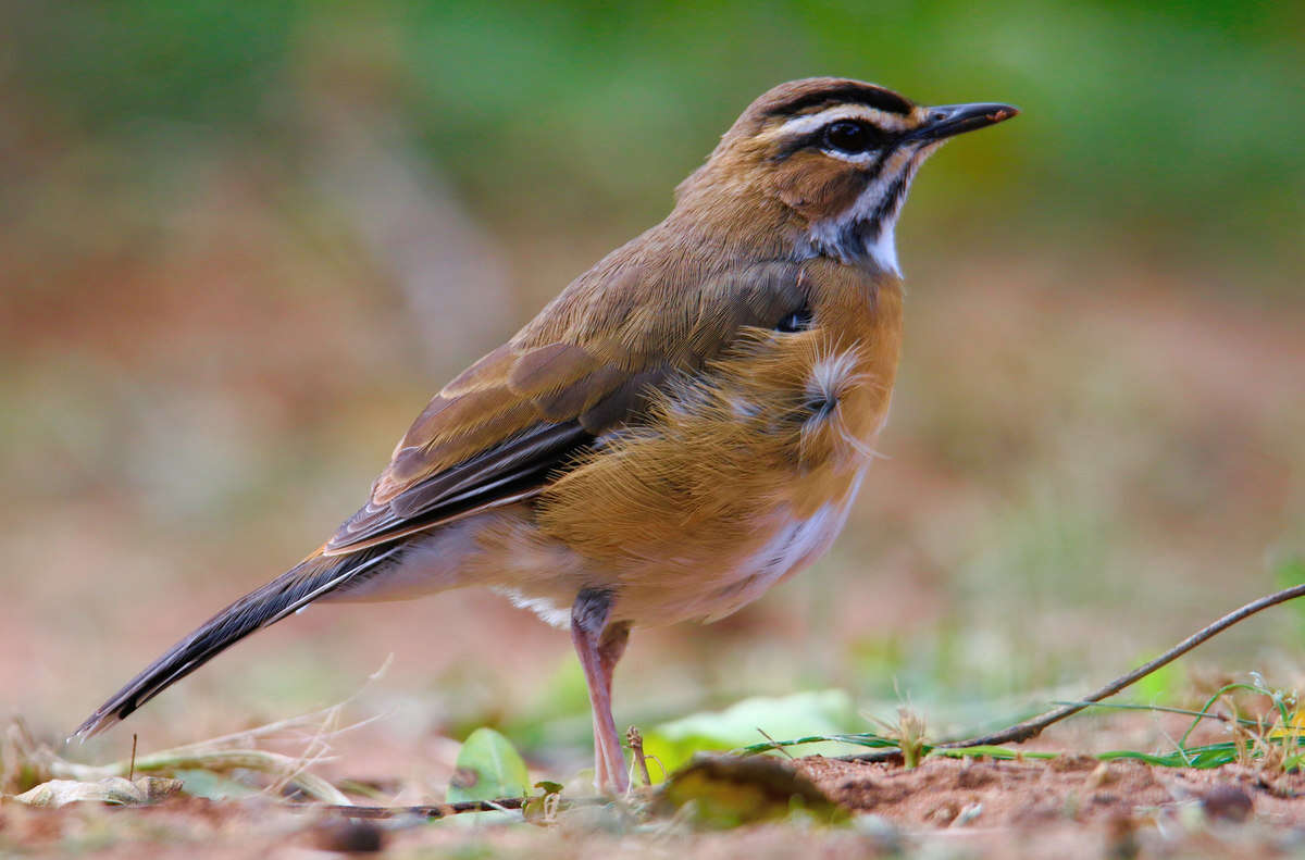 Image of Bearded Scrub Robin