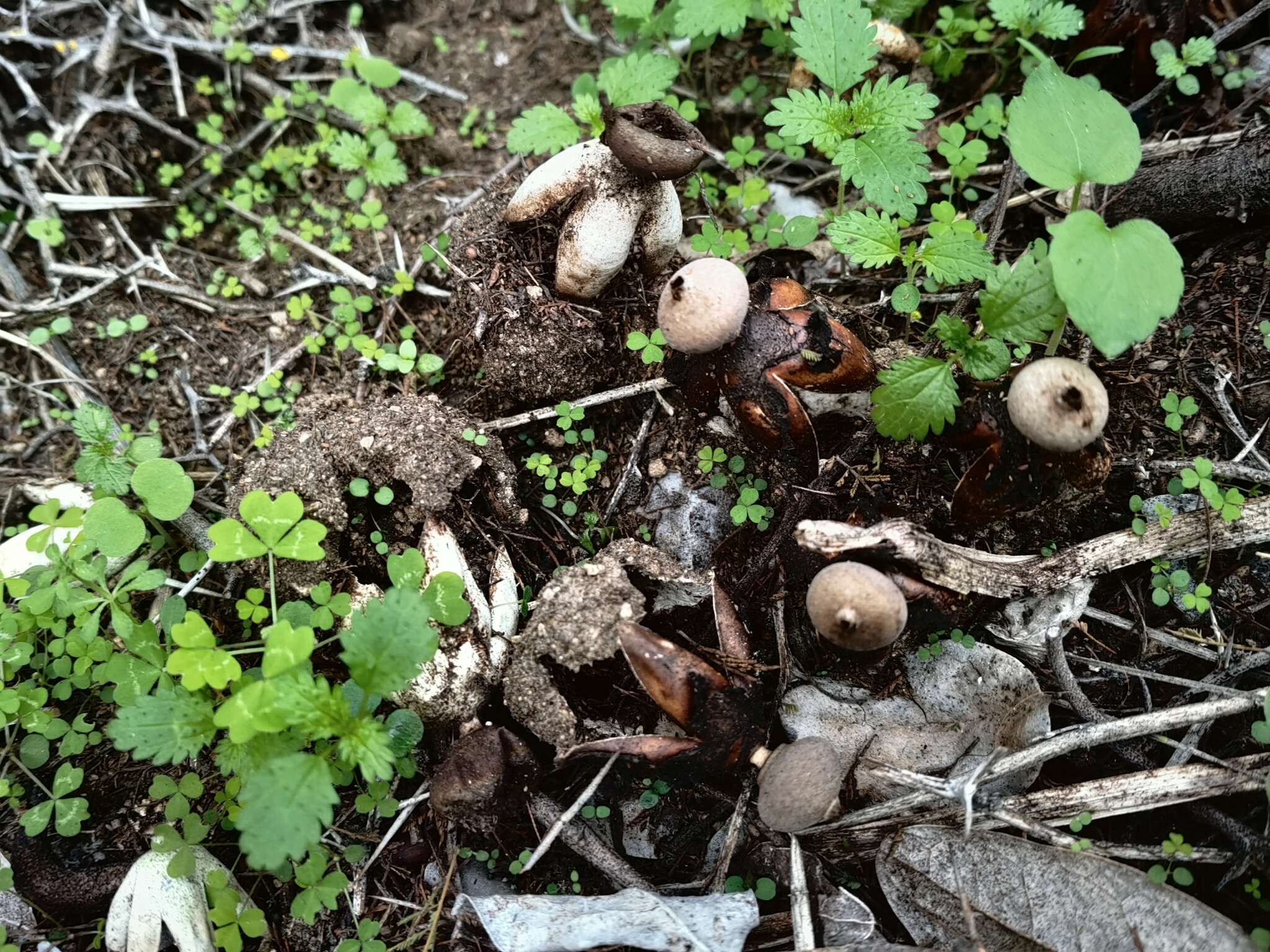 Imagem de Geastrum fornicatum (Huds.) Hook. 1821