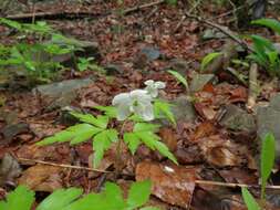 Anemone umbrosa C. A. Mey. resmi