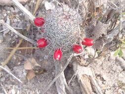 Image of Mammillaria albicans subsp. fraileana (Britton & Rose) D. R. Hunt