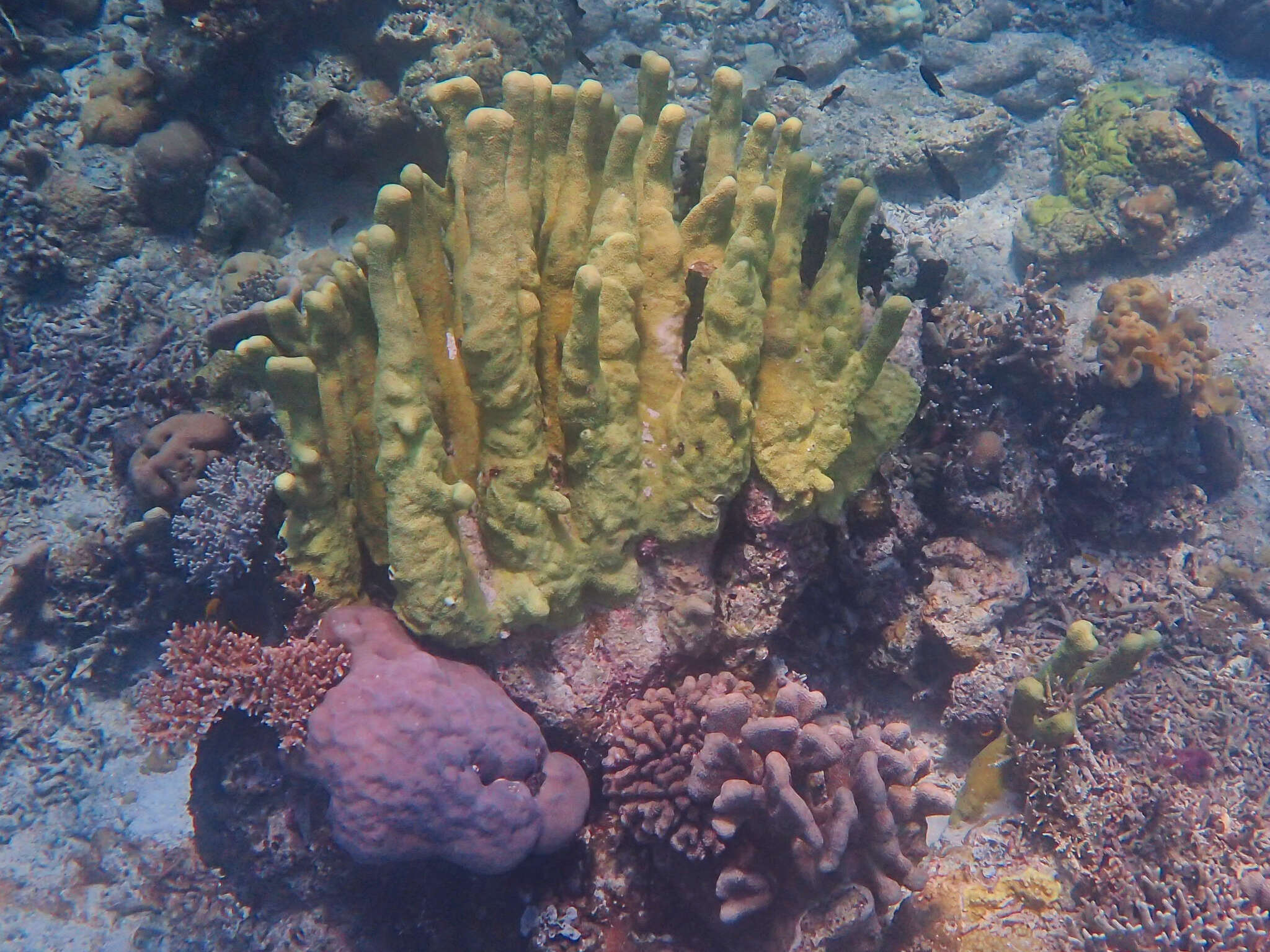 Image of Nuggety branching coral