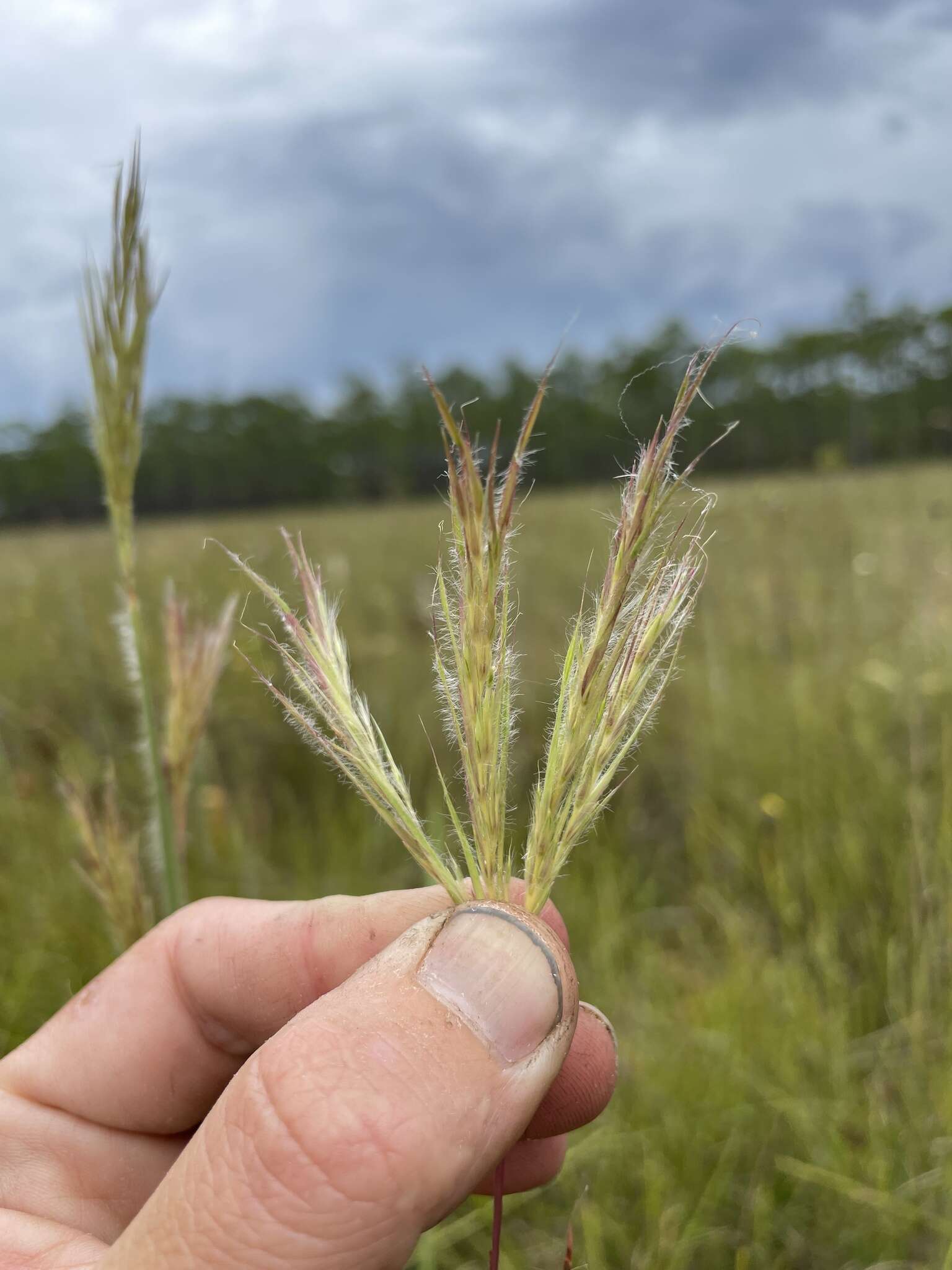 Plancia ëd Andropogon liebmannii Hack.