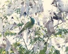 Image of Green Shrike-Vireo