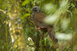 Image of Bearded Guan