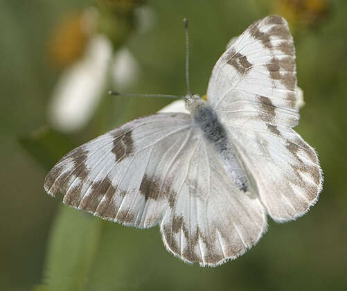 Image of Checkered White