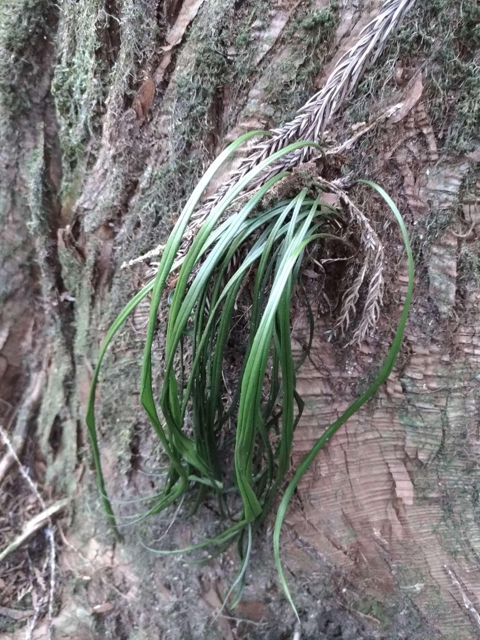 Haplopteris flexuosa (Fée) E. H. Crane的圖片