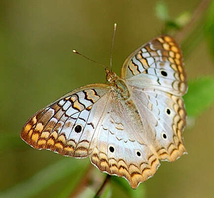 Image of White Peacock